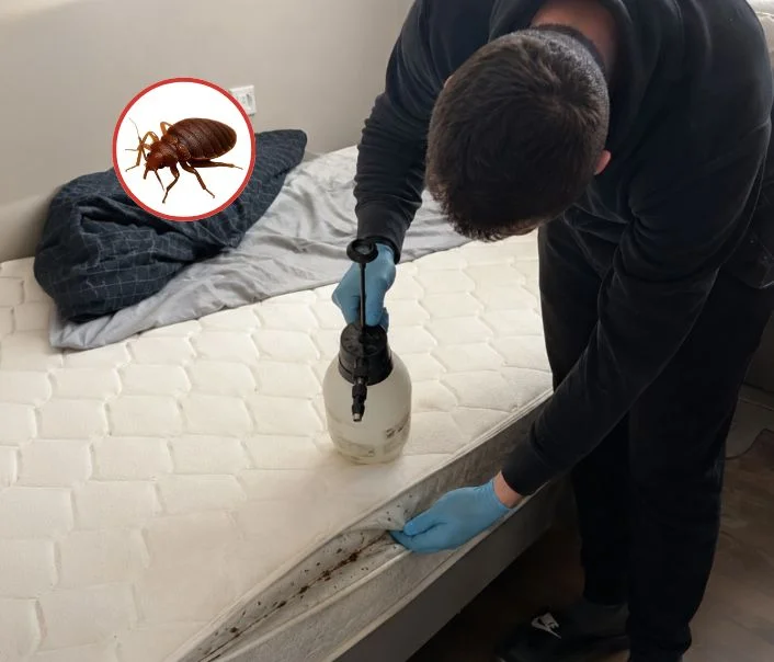 Technicien traitant un matelas contre les punaises de lit à Sermaise